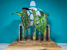 Load image into Gallery viewer, Plant Propagation Station Gift Set + Gift Box | Plant Lovers Gift | Gifts For Her | Grow Your Own Plants | + Free Plant Care App Membership

