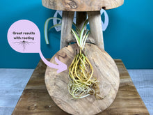 Load image into Gallery viewer, Plant Propagation Station Gift Set + Gift Box | Plant Lovers Gift | Gifts For Her | Grow Your Own Plants | + Free Plant Care App Membership

